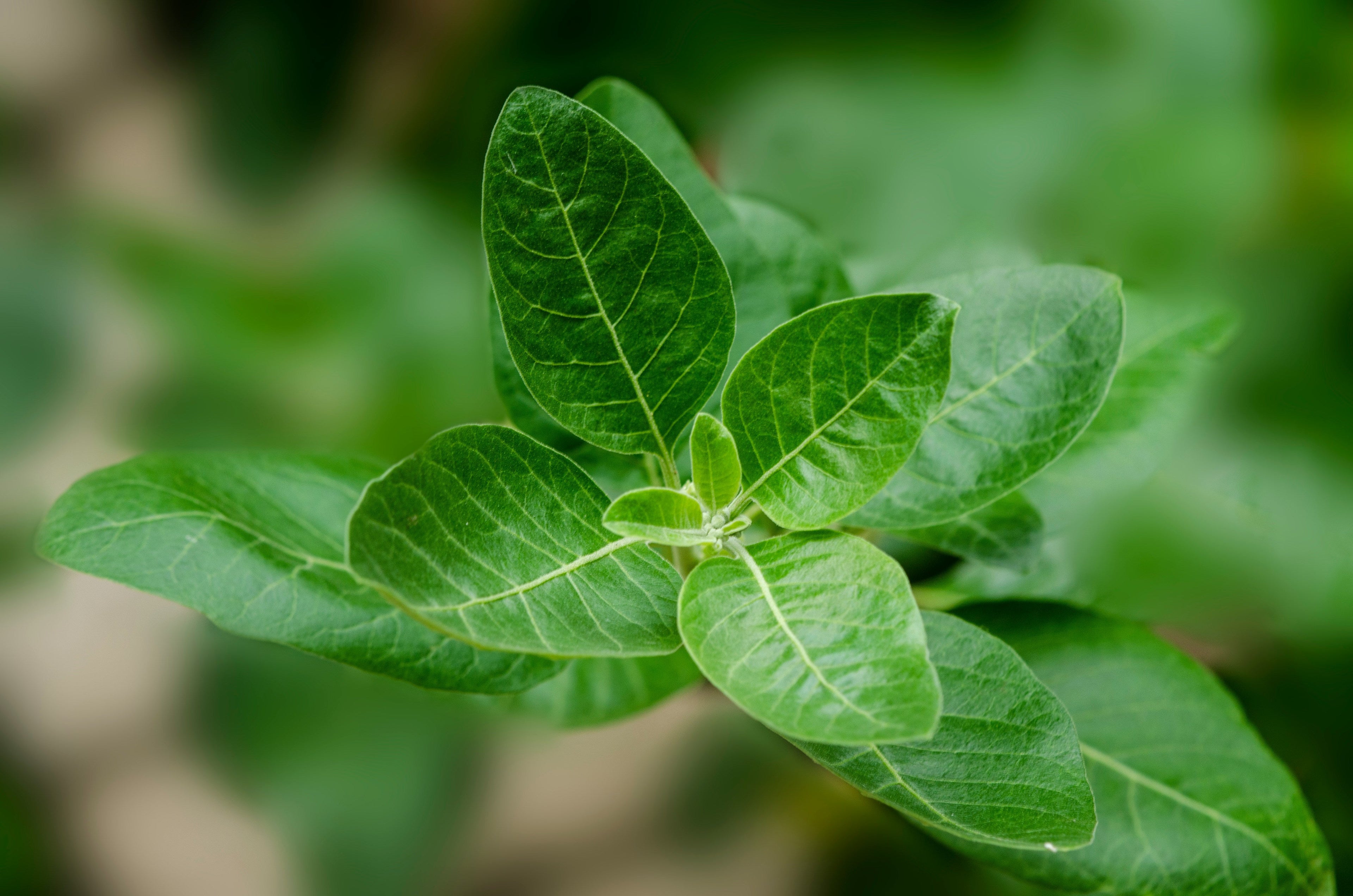 Poudre d'Ashwagandha